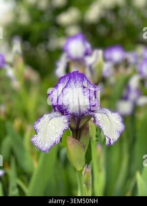 Bearded Iris 'Art deco' is a tall bearded plicata iris with dark violet standards. The white falls have a dark blue-violet 'stitching' effect around t Stock Photo