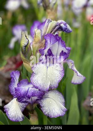 Bearded Iris 'Art deco' is a tall bearded plicata iris with dark violet standards. The white falls have a dark blue-violet 'stitching' effect around t Stock Photo