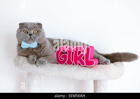 Grey Scottish Fold cat wearing a blue bow tie lying on a cat tree next to a pink GIRL sign, gender reveal baby announcement concept Stock Photo