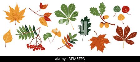 Autumn leaves vector set with maple oak chestnut rowan and ginkgo biloba foliage Stock Vector