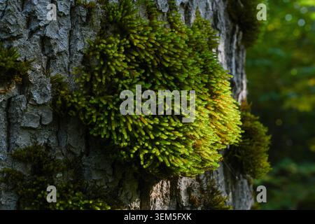 Green moss growing on tree bark in a forest, close up nature background Stock Photo