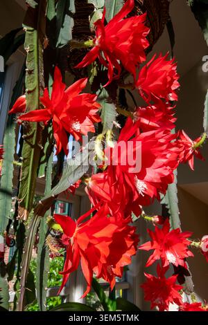 Sunlit bright red Epiphyllum cactus flowers in indoor hanging basket Stock Photo