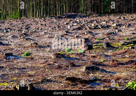 View of numerous tree stumps left behind in a cleared forestry plantation area Stock Photo