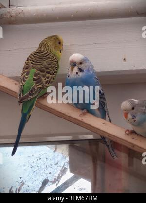 Three small parakeets perched on a diagonal wooden perch inside a light aviary. A green and yellow budgie faces a blue and white budgie, while a third Stock Photo