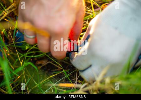 A close-up of gloved hands adjusting a drip irrigation system on the ground. Gardening, irrigation automation Stock Photo