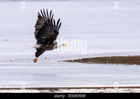 A Bald Eagle takes off in a burst of flight from an icy lake in Colorado. Stock Photo