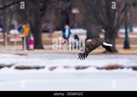 A Bald Eagle in flight surprises parkgoers as it circles around Ferril Lake at Denver's City Park on a Winter day. Stock Photo