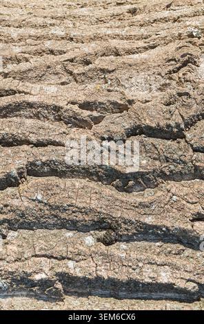 Closeup of natural textured brown tree bark with deep grooves and lichen growing on the surface in bright daylight Stock Photo