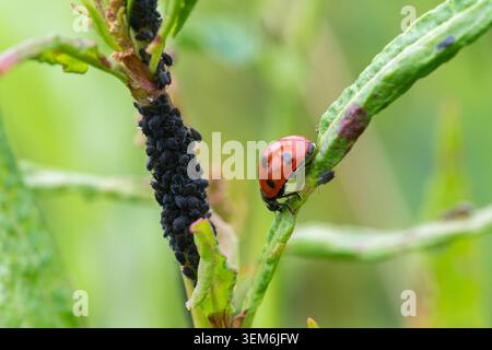 Seven spot ladybird (Coccinella septempunctata) on a plant stem with aphids. Ladybirds are predators of aphids such as blackfly. Stock Photo