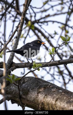 View of a male blackbird perched on a tree branch with fresh green buds in spring in Lancaster, England, United Kingdom. Stock Photo