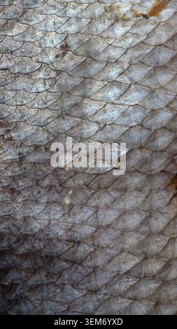 Close-up background texture of detailed silver and grey scales on dried fish. Stock Photo