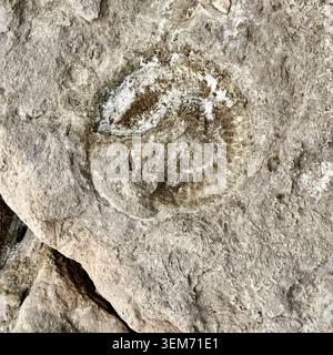 Ammonite fossil imprint on the Jurassic Coast, Dorset Stock Photo