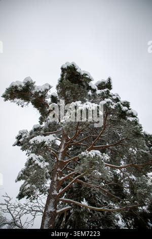View of a tall pine tree with branches heavily laden with fresh white snow against an overcast winter sky in the Eifel region Kelberg, Rhineland-Palat Stock Photo