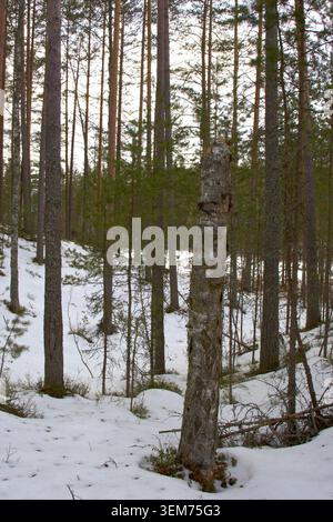 broken-tree-trunk-with-snow-in-a-frosty-winter-forest-sharp-contrast