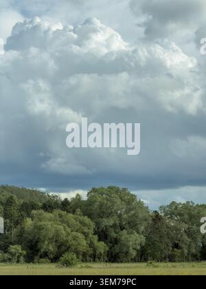 Dramatic storm clouds and towering cumulonimbus cloud formation above woodland trees in the Yorkshire countryside, England, UK. Stock Photo
