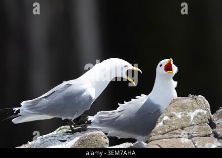 Two black legged Kittiwakes sat on nest at Farne Islands in Northumberland UK Stock Photo