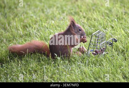 A squirrel in grass eats nuts from a cage, squirrel fetches nuts from a shopping cart, Schleswig-Holstein, Germany Stock Photo