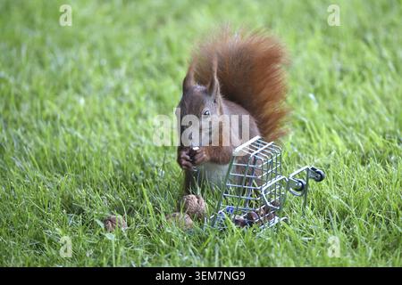 A squirrel in lush green grass eagerly eats nuts from a cage, squirrel fetches nuts from a shopping cart, Schleswig-Holstein, Germany Stock Photo