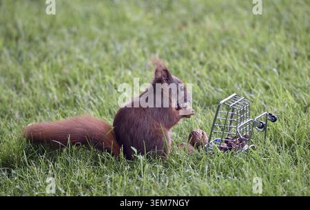 A squirrel sits in the grass and eats nuts from a small cage, squirrel fetches nuts from a shopping cart, Schleswig-Holstein, Germany Stock Photo