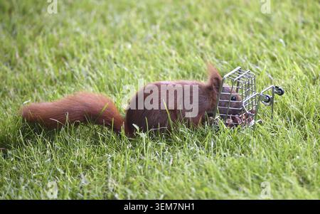 A squirrel curiously examines a small cage in the grass, squirrel fetches nuts from a shopping cart, Schleswig-Holstein, Germany Stock Photo