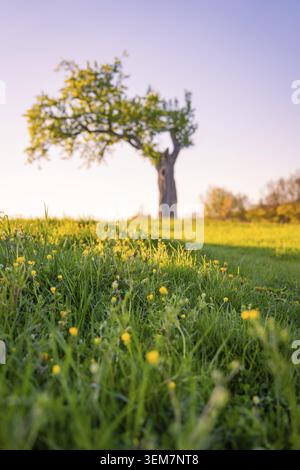 Single tree on a blooming meadow with blue sky in the background, Gechingen, Hecken and Gaeu region, Germany Stock Photo