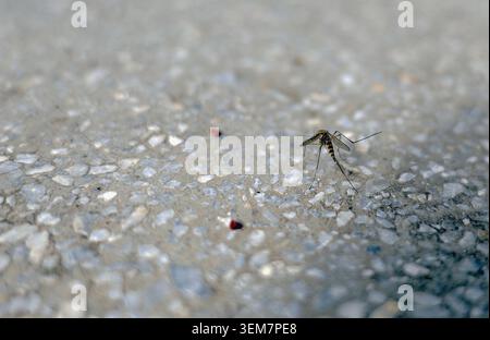 Mosquito resting on rough gray concrete with small stones, close up showing textured surface and insect details  urban outdoor pest highlighting disea Stock Photo