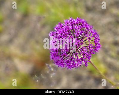 The tall flower stem of Allium hollandicum Purple Sensation is topped with giant spherical inflorescences filled with rich, star-shaped purple flowers Stock Photo