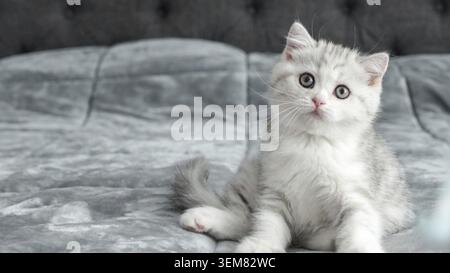 Fluffy grey Scottish kitten is sitting on bed looking at camera, front view, space for text. Cute young calico cat with brown eyes Stock Photo