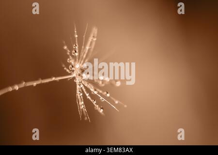 Macro view of dew drops on dandelion seed. Image toned in Peach Fuzz color of the year 2024 Stock Photo
