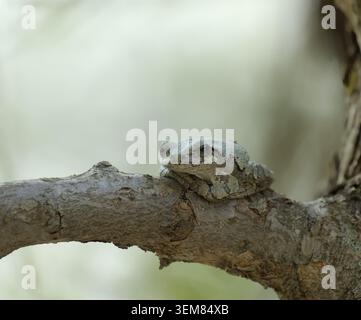 Gray Treefrog resting on a tree branch against a soft blurred background Stock Photo
