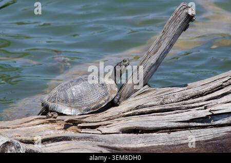 Red-eared slider, Trachemys scripta elegans, basking on log Stock Photo