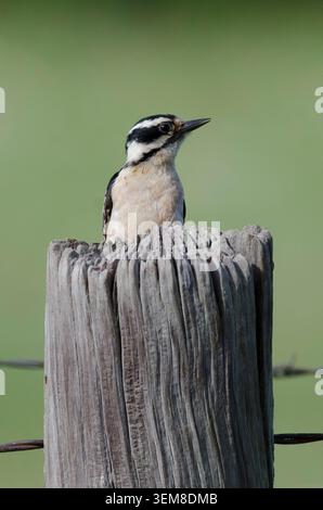 Downy Woodpecker, Dryobates pubescens, female perched on fence post Stock Photo