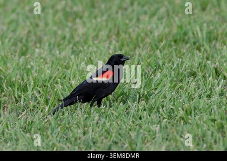 Red-winged Blackbird, Agelaius phoeniceus, male Stock Photo