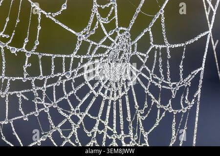 Complete spider web decorated with dew droplets creating a delicate geometric pattern against a dark wooden background Stock Photo