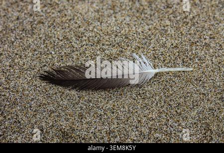 The Solitary Details of a Single Bird Feather Resting on Wet Sand Stock Photo