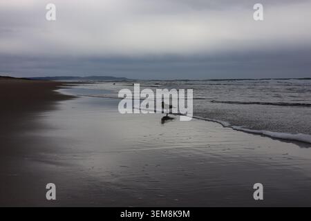 The Ocean Solitude of a Single Seagull Floating in White Sea Foam Stock Photo