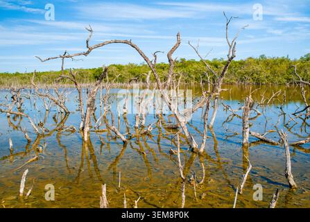 Twisted dry branches of dead flooded trees emerge from shallow coastal wetland water against dense tropical forest under bright summer skies. Stock Photo