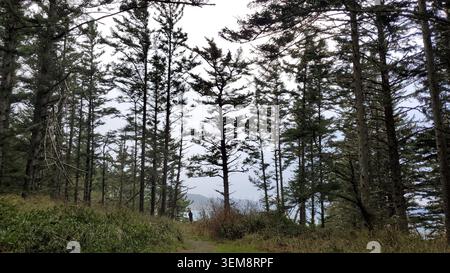 The Coastal Giants the Towering Pine Trees Overlooking a Scenic Ocean Bluff Stock Photo