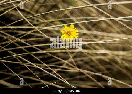 A Vibrant Contrast of a Single Yellow Wildflower Hidden in Crisscrossing Reed Grass Stock Photo