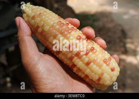 Farmer hand holding fresh organic corn cob with pride, showcasing raw yellow vegetable seed grown on local agriculture farm with joy, satisfaction, an Stock Photo