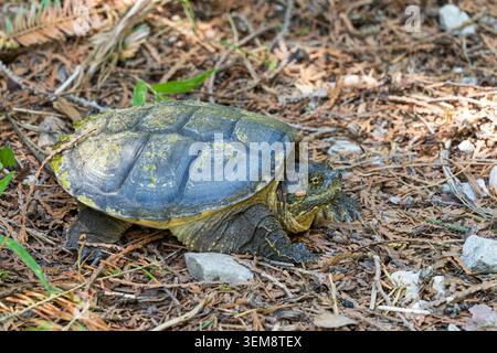 Juvenile Common Snapping Turtle Chelydra serpentina photographed within MacGregor Provincial Park near Saugeen Shores Ontario Canada. Stock Photo