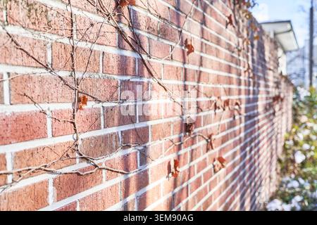 Dried ivy vines on a red brick wall in winter. The vine patterns against the textured brick create an atmospheric, rustic mood. Stock Photo