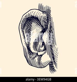 Human ear hand drawn drawing illustration. Engraving hatching style with a realistic hearing organ of a human male or female Stock Vector