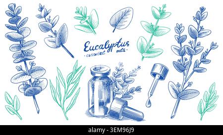 Hand drawn Eucalyptus plant and essential oil for cosmetics body and care. Isolated collection for pattern and banners Stock Vector
