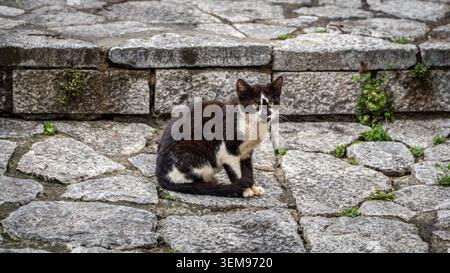 A black and white stray cat sitting alertly on stone pavement steps in Marmaris, Turkey. Street animal life and urban texture. Stock Photo