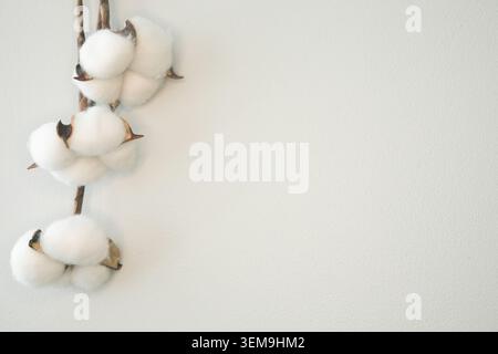 Minimalist front view composition with dry cotton branch on warm grey textured background, copy space. Stock Photo