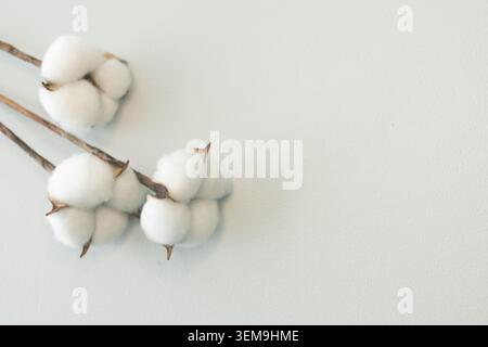 Minimalist front view composition with dry cotton branch on warm grey textured background, copy space. Stock Photo