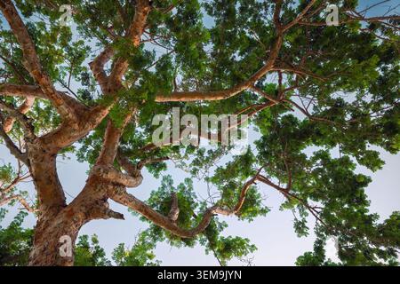 Looking up through the green canopy and branches of a large tropical tree against a bright sky Stock Photo