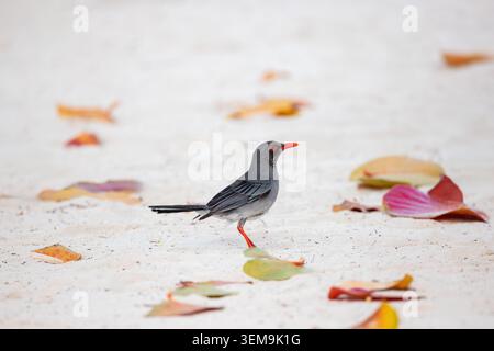 Red-legged thrush bird standing on white sand beach with colorful fallen leaves Stock Photo
