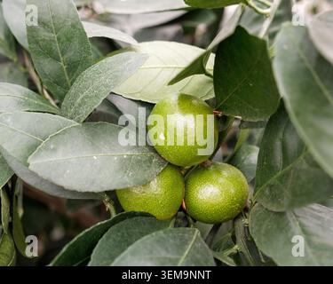 Oranges growing on an orange tree in a greenhouse collection at a botanical garden Stock Photo